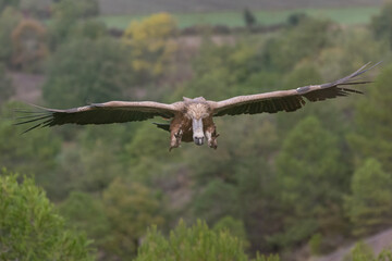 Jornada de Buitres y otras aves