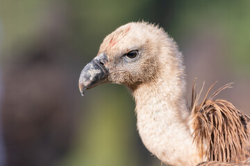 Jornada de Buitres y otras aves