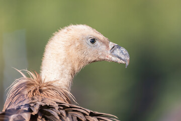 Jornada de Buitres y otras aves