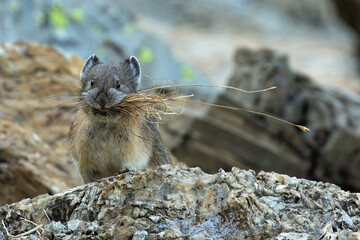 American Pika With Dried Grasses for Winter Storage