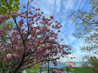 cherry blossom in spring