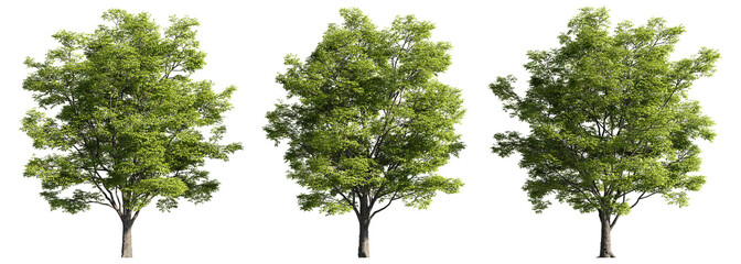 Celtis sinensis trees, realistic 3D rendering, for illustration, digital composition & architecture visualization
