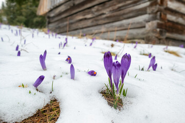 Crocus Purple spring flower growth in the snow in mountains.