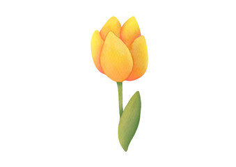 Watercolor cute yellow tulip Flower, branch with leaves. elegant plant on transparent background. for Invitation, March 8th, Mother's Day greeting card. floral botanical clip art cut out illustration