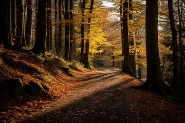 Sunlit path through the autumn forest