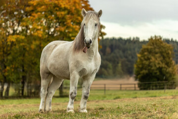 Obraz na płótnie Canvas A white icelandic horse gelding in autumn outdoors, farmland background