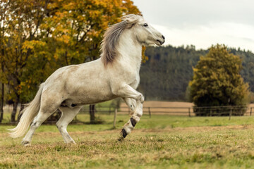 Obraz na płótnie Canvas A white icelandic horse gelding in autumn outdoors, farmland background