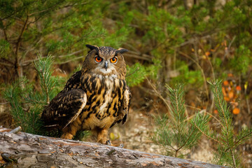 Owl at sunset. Eurasian eagle owl, Bubo bubo, perched on rotten trunk in pine forest. Beautiful owl with orange eyes and tufts. Wildlife autumn nature. Bird in natural habitat. Pine seedlings.