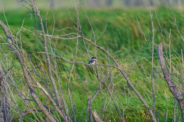 A Belted Kingfisher perched in a tree at Arcadia Marsh, in Arcadia, Michigan.