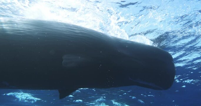 A remarkable display of sperm whales herd swimming by and lonely pilot whale interacting with them. Unique sperm whale interaction. Aquatic wild marine animals, Mauritius. amazing shot of giant mammal