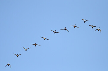 A group of Northern Shoveler (Spatula clypeata) flying over Lake Burdur.