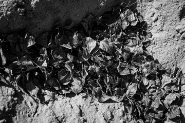 Fallen dried yellow leaves on the ground in autumn. Autumn colors, the season of falling leaves, the change of seasons, the revival of trees. Black and white photo