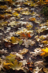 Yellow maple leaves on the ground in autumn on a sunny day. Fallen tree leaves on the grass. Autumn period, falling leaves from trees. Yellow colors. Autumn landscape