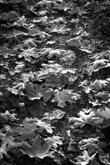 Black and white photo of fallen maple leaves on grass in autumn. Black and white photo of autumn, dry leaves on the ground