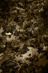 Fallen dried yellow leaves on the ground in autumn. Autumn colors, the season of falling leaves, the change of seasons, the revival of trees. Black and white photo