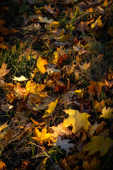 Yellow maple leaves on the ground in autumn on a sunny day. Fallen tree leaves on the grass. Autumn period, falling leaves from trees. Yellow colors. Autumn landscape