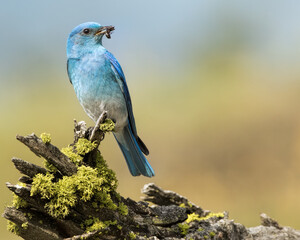 Male Mountain Bluebird With Ant-Flathead County, Montana