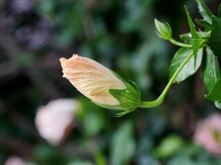 Hibiskusknospe am Strauch auf la Palma © Clarini