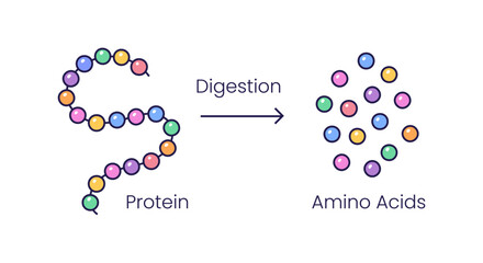 Vector illustration of protein digestion. Protease enzyme effect on protein molecule