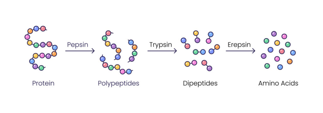 Vector illustration of protein digestion. Pepsin, trypsin and erepsin enzymes effect on protein molecule