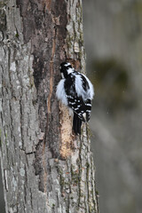 La Plaine 6 Janvier 2024