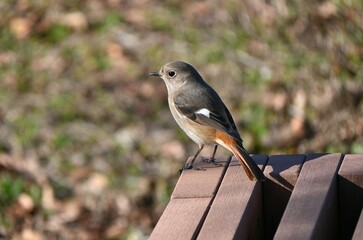 A female daurian redstart. A Muscicapidae migratory bird with white spots on its wings. Females have a grayish overall body color compared to the bright males.