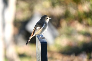 A female daurian redstart. A Muscicapidae migratory bird with white spots on its wings. Females have a grayish overall body color compared to the bright males.