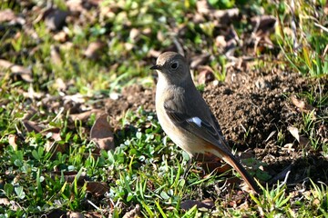 A female daurian redstart. A Muscicapidae migratory bird with white spots on its wings. Females have a grayish overall body color compared to the bright males.