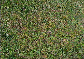 Green and dry grass texture or background. Garden lawn top view.