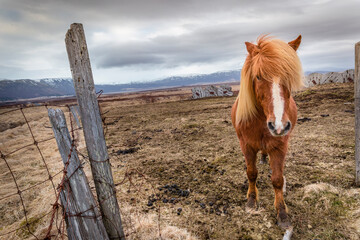 wild icelandic horse photographed in Iceland