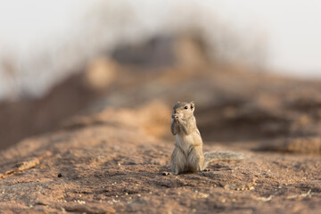 squirrel, hampi, India