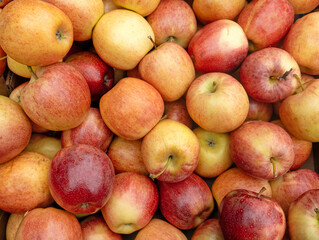 A large collection of ripe red and yellow apples. These fresh fruits are on display at a market, fresh from the apple orchard. 
