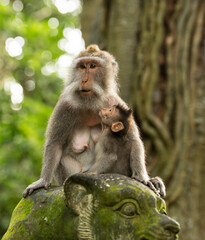 Naklejka na ściany i meble Monkeys, Ubud, Bali