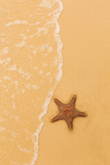 Fototapeta na wymiar starfish Moreton Island, Australia