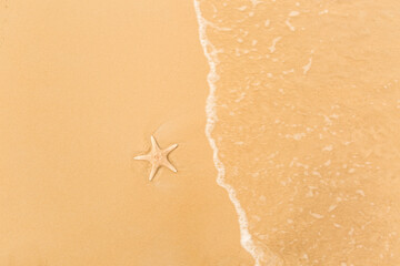starfish Moreton Island, Australia