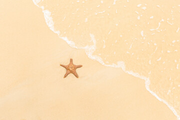 Fototapeta na wymiar starfish Moreton Island, Australia