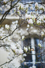 White magnolia in full bloom on a Parisian street on a spring day.