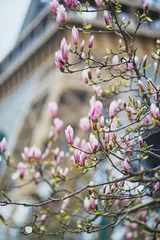 Fotobehang Pink magnolia flowers in full bloom with Eiffel tower in the background © Ekaterina Pokrovsky