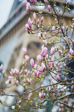 Pink magnolia flowers in full bloom with Eiffel tower in the background