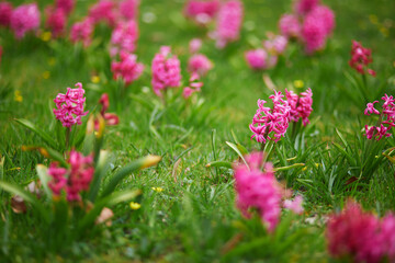 Many pink hyacinths in the green grass in a park of Paris, France on a nice spring day