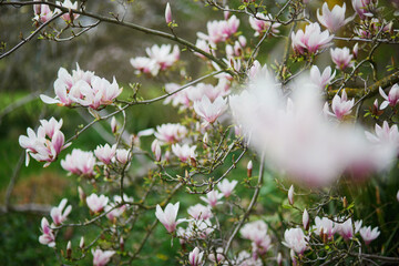 White magnolia in full bloom on a Parisian street on a spring day