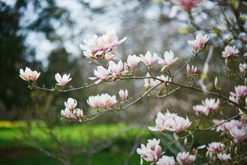 White magnolia in full bloom on a Parisian street on a spring day