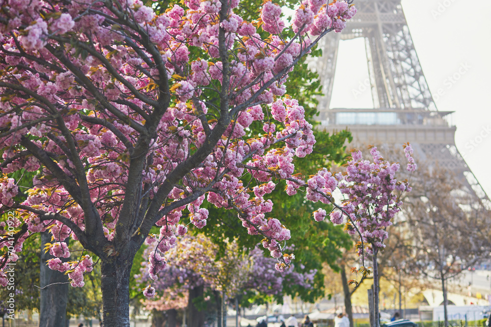 Wall mural eiffel tower with cherry blossom trees in full bloom in paris, france