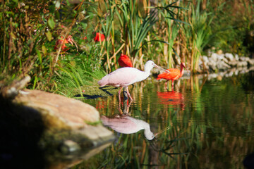 Many pink scarlet ibises in zoological park in Paris