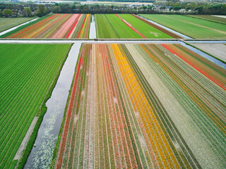 Aerial drone view of blooming tulip fields in Netherlands