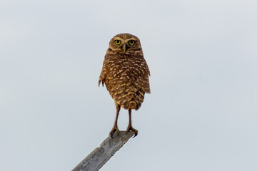 Burrowing Owl, Athene cunicularia, single bird on perch,