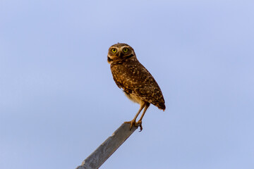 Burrowing Owl, Athene cunicularia, single bird on perch,