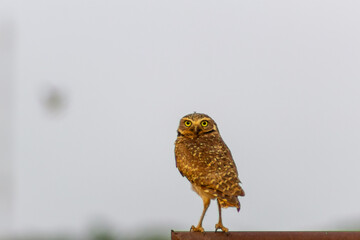 Burrowing Owl, Athene cunicularia, single bird on perch,
