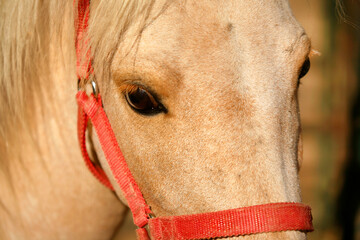 Palomino Horse with an orange halter. - obrazy, fototapety, plakaty