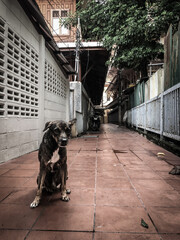 Perro callejero pacífico en una calle de Bangkoko en Tailandia.